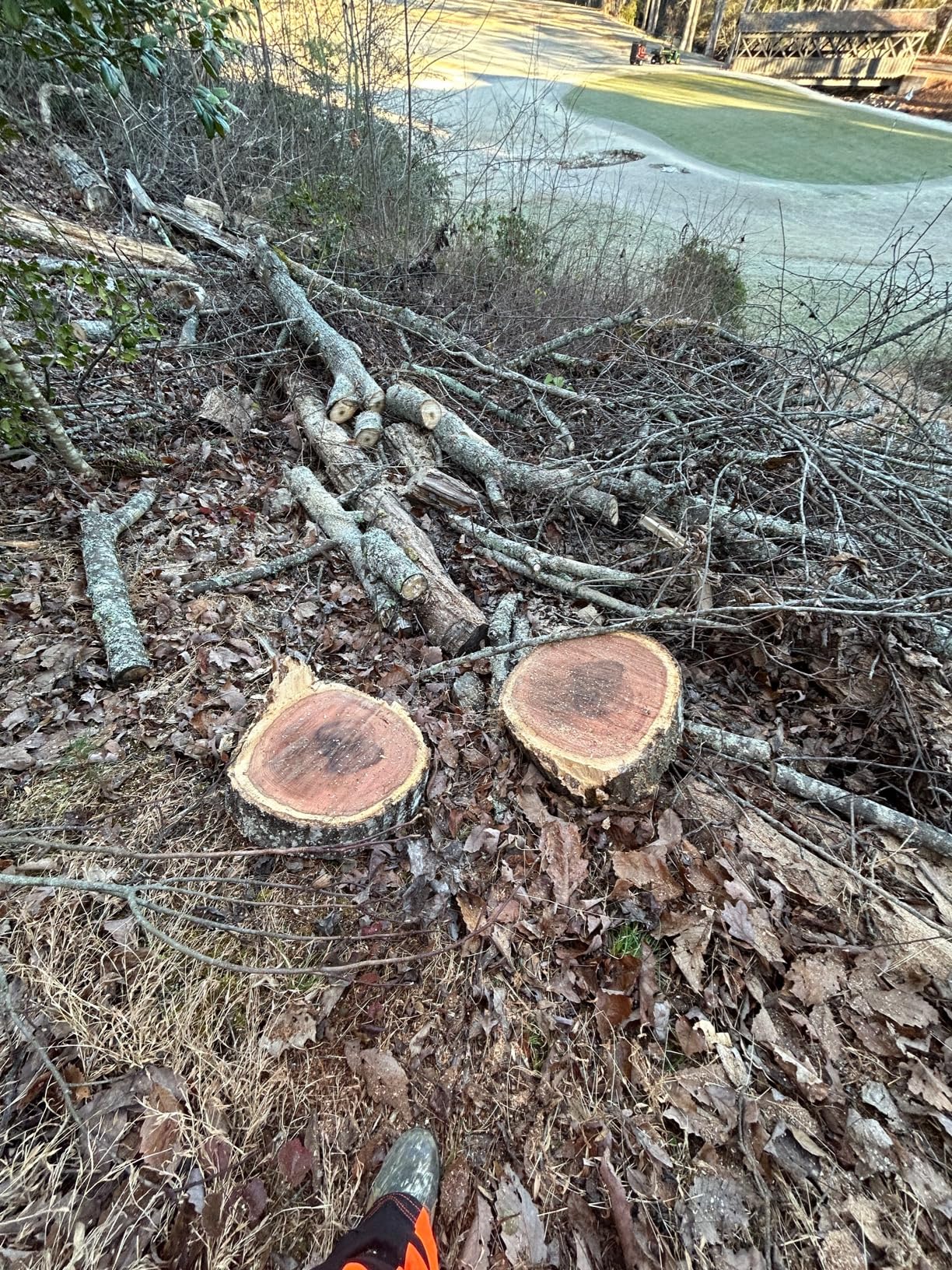 Cut tree rounds and a pile of limbs waiting to be chipped